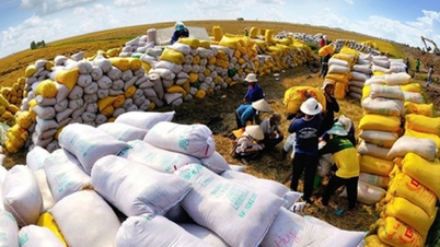 시장 다변화는 베트남 쌀이 세계 3대 쌀 생산국 자리를 유지하는 데 도움이 됩니다.