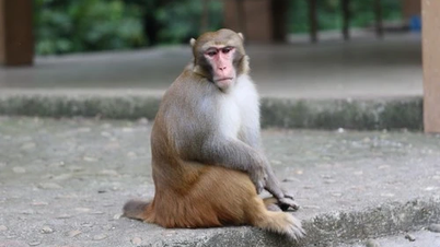 نایاب جنگلی جانوروں کو بچا کر وو کوانگ نیشنل پارک میں واپس لایا گیا۔