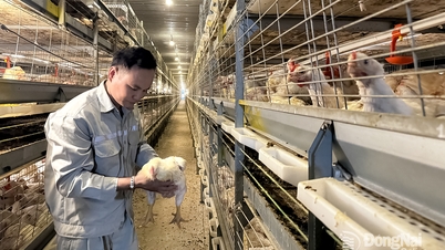 পশুপালকরা বছরের শেষের বাজার সম্পর্কে আশাবাদী।