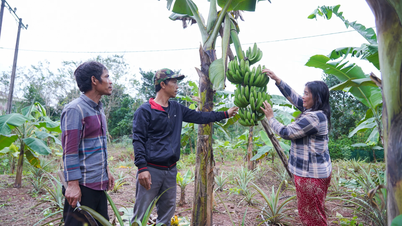 Das Modell des Anbaus einheimischer Zwergbananen in der Gemeinde Ta Rut muss nachgeahmt werden.