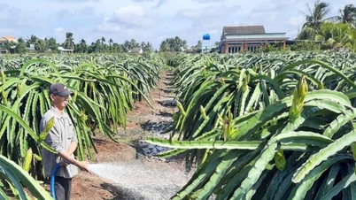 Dong Thap baut neue ländliche Gebiete auf: Aufbau ökologischer Landwirtschaft, moderner ländlicher Gebiete und zivilisierter Bauern.