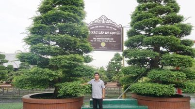 Sa Dec Bonsai Museum: En lovande riktning för hantverkaren Nguyen Phuoc Loc