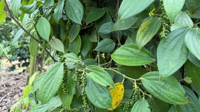 Τιμές πιπεριάς σήμερα, 13 Δεκεμβρίου 2025: Μικρή αύξηση.