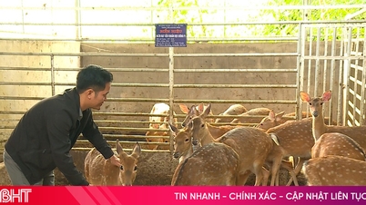 Hemmeligheten bak hjorteoppdrett til vårhøsten, slik bøndene i Ha Tinh praktiserer det.