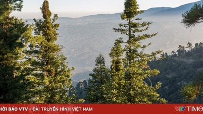 Kaliforniya'daki bir çam çiftliğinde erken Noel atmosferi.