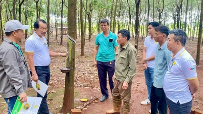 2Phong με το μοντέλο Καλών Γεωργικών Πρακτικών