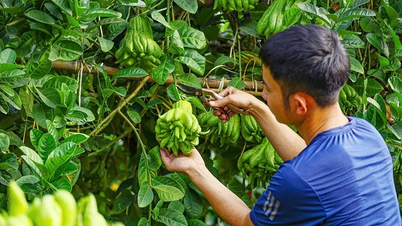 ผลไม้พระหัตถ์เปิดทางสู่ความมั่งคั่ง