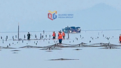 Vinh Thuc: Styrking av ledelsen og allokering av tidevannsflater for produksjonsutvikling.