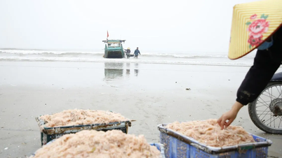 Trotz des kalten Wetters haben die Fischer einen erfolgreichen Garnelenfang erzielt.