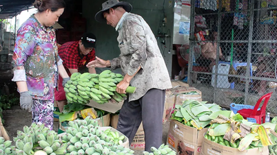 بحث در مورد راهکارهایی برای ترویج توسعه پایدار تولید موز.