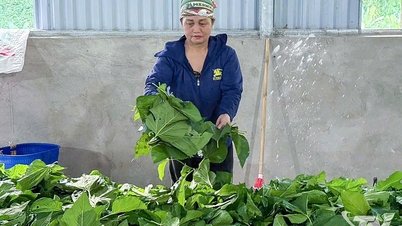 Selyemhernyó-tenyésztés - szegénységcsökkentő kezdeményezés Bang Thanh gazdái számára.