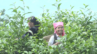 Lao Cai streeft ernaar het multidimensionale armoedepercentage met 2,5-3% per jaar te verlagen.