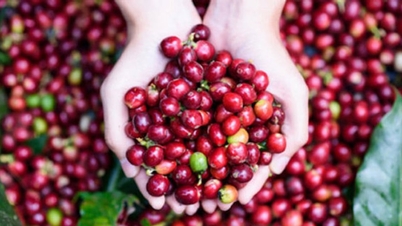 Coffee prices today, December 13th: Sharp drop, falling below 100,000 VND/kg.