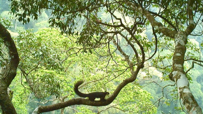 Fedezze fel a biológiai sokféleséget a Du Gia Nemzeti Parkban és a Dong Van karsztfennsíkon.