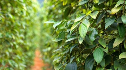 Paprikapriser i dag, 13. desember 2025: Litt økt med 500–1000 VND.