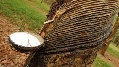 Giá cao su hôm nay 13/12/2025: Thế giới hồi phục trở lại