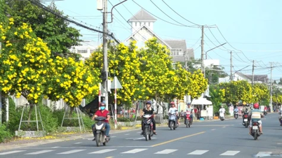 Cientos de árboles de casia se "visten" de amarillo vibrante, listos para dar la bienvenida al 2º Festival de Flores y Plantas Ornamentales de Sa Dec.