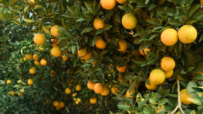 Vườn cam chín mọng, sai trĩu cách Hà Nội hơn 100km, khách ghé 3 lần chưa chán