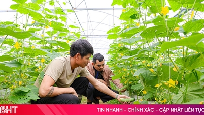 Skynda sig att producera grönsaker för Tet-marknaden i kustnära grönsaksodlingsområden.