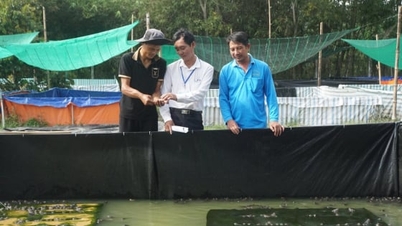 ভবিষ্যতের প্রবণতা পূর্বাভাস: [পর্ব ১] ভাসমান ট্যাঙ্ক ব্যাঙ চাষের মডেল থেকে নতুন জীবিকা