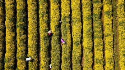 Farmáři v květinové vesnici Sa Dec se pilně starají o své květiny a připravují se na festival a Tet (lunární Nový rok) 2026.
