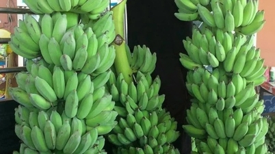 Vietnamský export banánů by mohl snadno dosáhnout 1 miliardy dolarů.