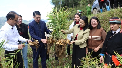 Résumé du modèle de culture de l'anis étoilé et du modèle de culture intégrée du gingembre à chair jaune.