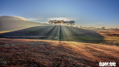 Da Lat znów zachwyca w sezonie różowej trawy po deszczu.