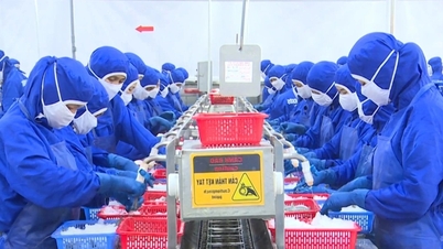 数十億ドル規模の水産業: 環境問題への取り組みで「巨大企業」は勢いを失いつつあるのか?