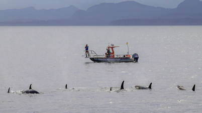 ປາວານຂ້າ ແລະ ປາໂລມາ ໄດ້ຄົ້ນພົບ 'ການຮ່ວມມື' ໃນການລ່າສັດເປັນຄັ້ງທຳອິດ.