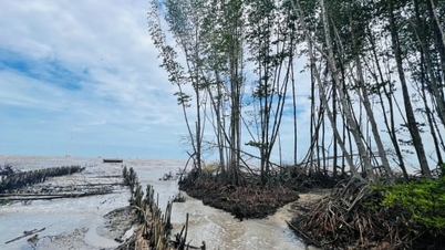 Ca Mau: Eroze pobřeží ohrožuje pobřežní zavlažovací systém.