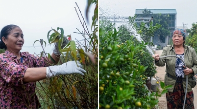 Desa-desa penghasil buah persik dan kumquat di Hanoi ramai dengan aktivitas saat mereka memangkas daun dan membentuk pohon-pohon untuk menyambut musim semi.