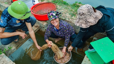 Chi Minh beldesindeki tarlalarda çamur solucanlarının hasadı.
