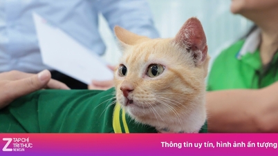 Mika se stává „prezidentem“ a toulavé kočky v zoo z toho mají prospěch.