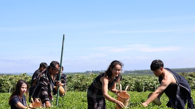 Lam Dong entwickelt Ökotourismus auf seinen Teeplantagen.