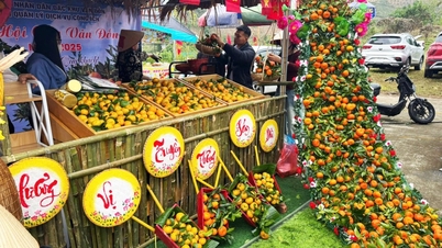 สร้างรายได้หลายพันล้านดองจากการปลูกส้มท้องถิ่นในเมืองแวนดอน