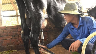 Οι νέοι στο Κουόι Ντιέν μεταμορφώνουν τη ζωή τους χάρη στην πρόσβαση σε πληροφορίες σχετικά με την γαλακτοκομία.