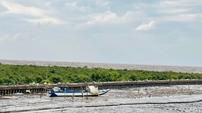 Bewässerungslösungen zur Erhaltung von Land und Mangrovenwäldern in Ca Mau.