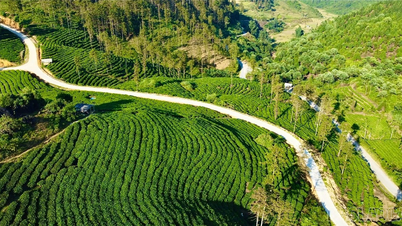 A Lao Cai gazdák vezető szerepet játszanak a mezőgazdasági fejlesztésben és az új vidéki területek építésében.