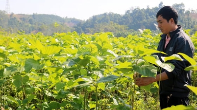 La gente de Phuc Khanh ha prosperado explotando el potencial de la agricultura.