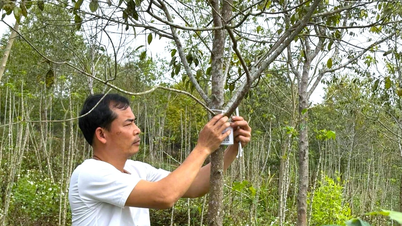 Sandelholzbäume, die im roten Boden Wurzeln schlugen, halfen den Menschen, der Armut zu entkommen.