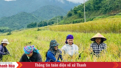 Byn Pùng blomstrar.