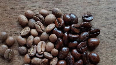 Prix ​​du café aujourd'hui, 14 décembre 2025 : Forte baisse, passant sous la barre des 100 000 VND/kg.