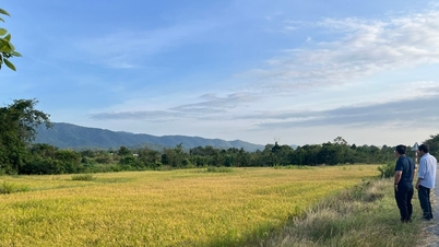 황금빛 계절이 홍수를 "극복"합니다.