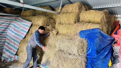 Ge boskapen skydd och ge dem noggrann vård för att hjälpa dem att överleva kylan.