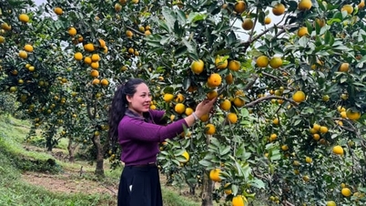 Uppskattade intäkter på 210 miljarder VND från 2 500 ton krispiga apelsiner.