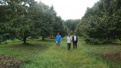 Vooruitblik op toekomstige trends: [Deel 2] Durian opent de weg uit de armoede