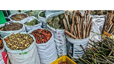 伝統医学に関する世界的なデジタルライブラリを立ち上げます。