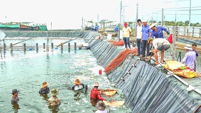 Thanh Hai نے سمندری اقتصادی ترقی میں پیش رفت حاصل کی ہے۔