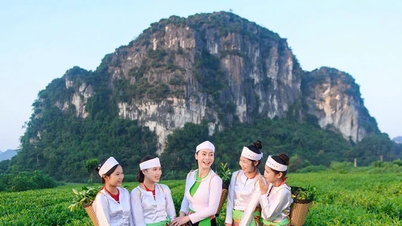 De groene theeknoppen van Yen Thuy verstevigen hun positie op de markt.